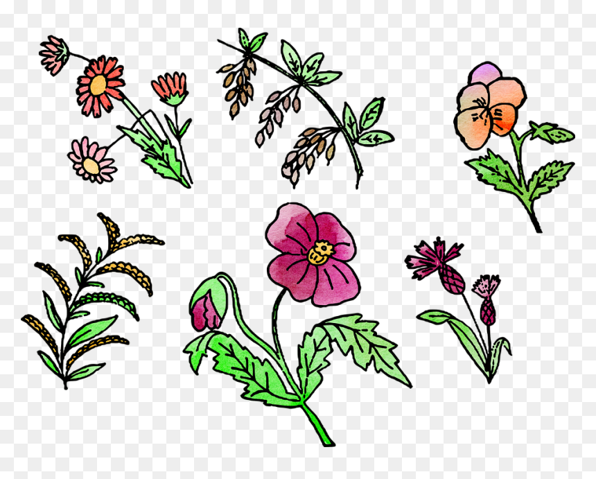 Rosa Glauca, HD Png Download - watercolor rose png