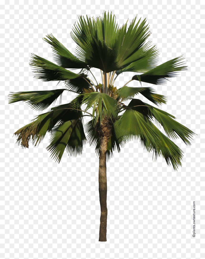 Pritchardia Pacifica Png - Borassus Flabellifer, Transparent Png - tropical plant png