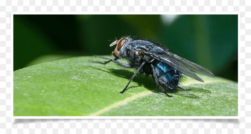Cluster Fly, HD Png Download - flies png