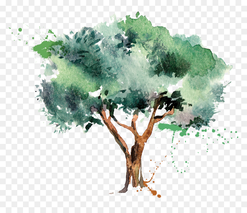 Olive Oil Tree - Olive Tree Illustration, HD Png Download - watercolor tree png