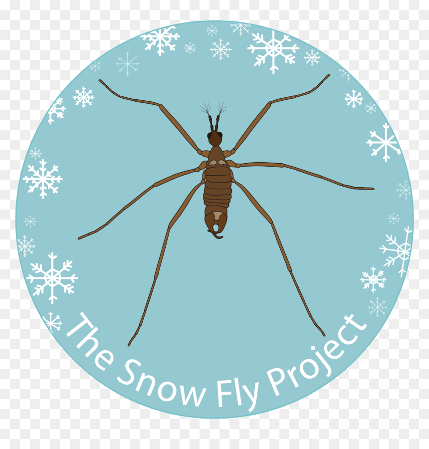 The Snow Fly Project - Argiope, HD Png Download - flies png