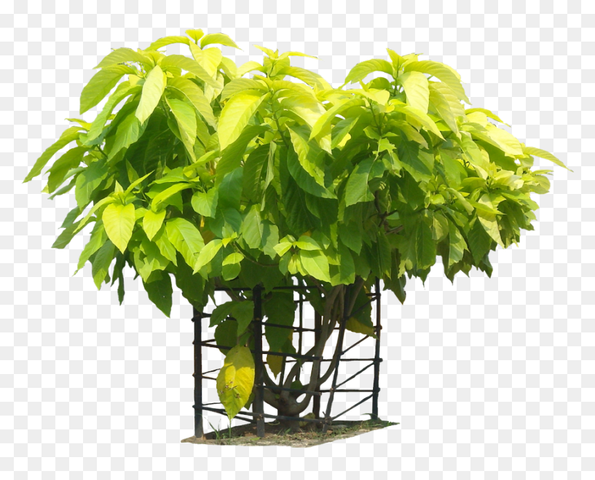 Tropical Plants Png Images - Pisonia Alba Plant Png, Transparent Png - tropical plant png