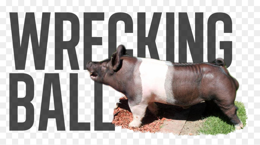 Wrecking Ball - Pre Order - Overrun - Last Call - Suidae - Sumatran Rhinoceros, HD Png Download - wrecking ball png