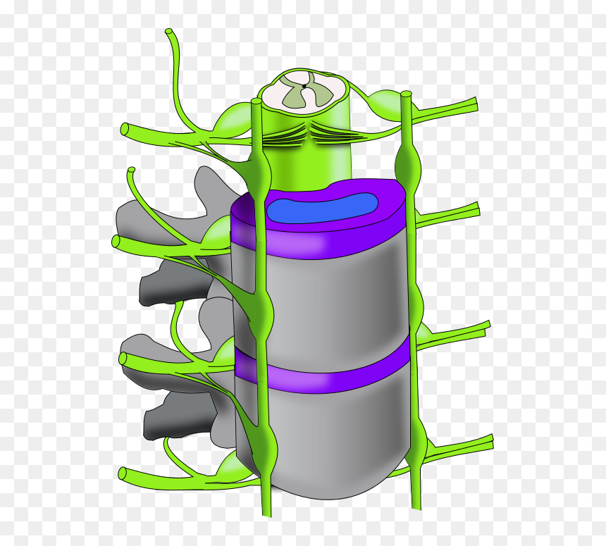 Ch13 Vertebral Column, HD Png Download - column png