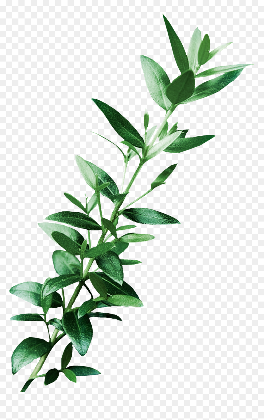 Leaf Digital Image Art Clip Art - Clip Art Eucalyptus Leaves, HD Png Download - eucalyptus png