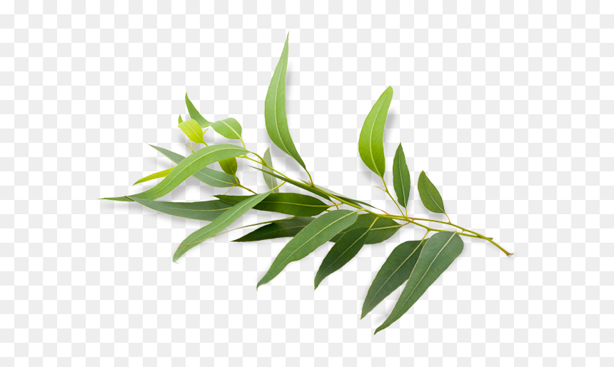 Eucalyptus Radiata Eucalyptus Polybractea Eucalyptus - Eucalyptus Radiata Png, Transparent Png - eucalyptus png