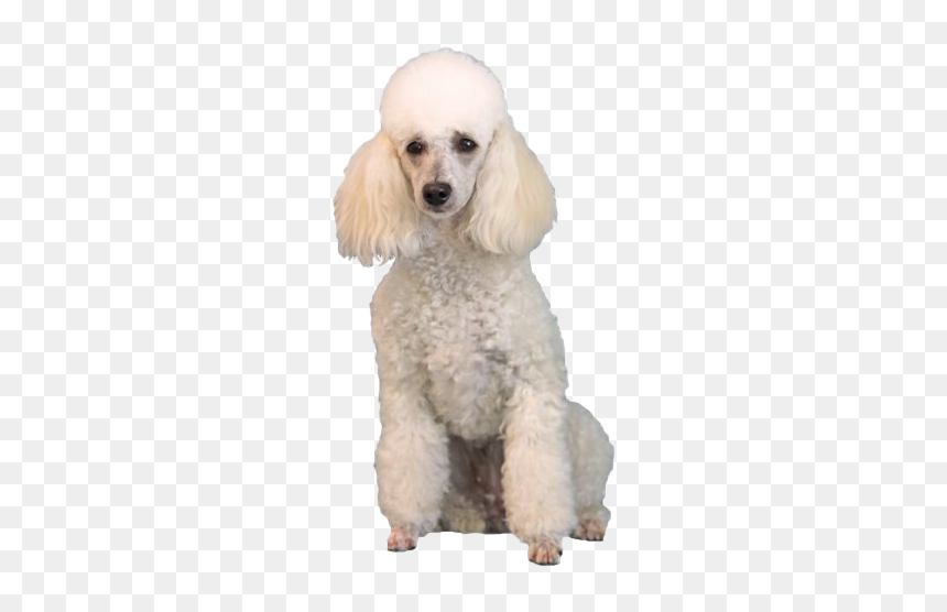White Poodle Png - Poodle Png, Transparent Png - poodle png