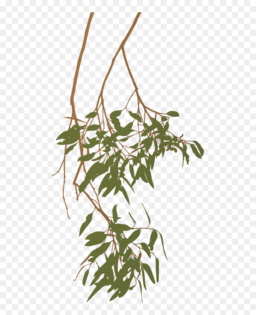 Eucalyptus Clipart Gum Tree - Eucalyptus Gum Tree Branch, HD Png Download - eucalyptus png