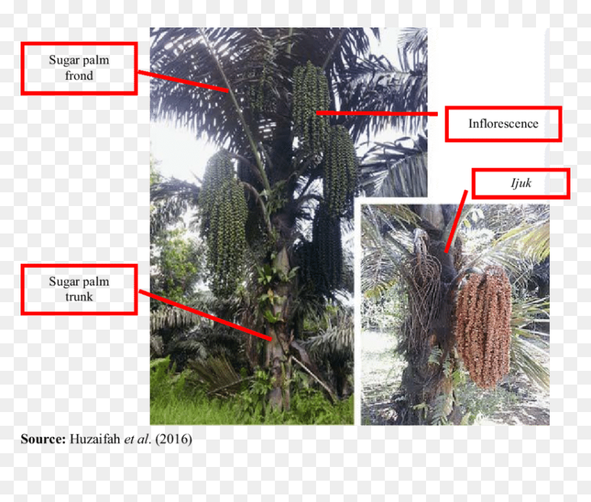 Transparent Palm Frond Png - Sugar Palm Frond, Png Download - palm fronds png