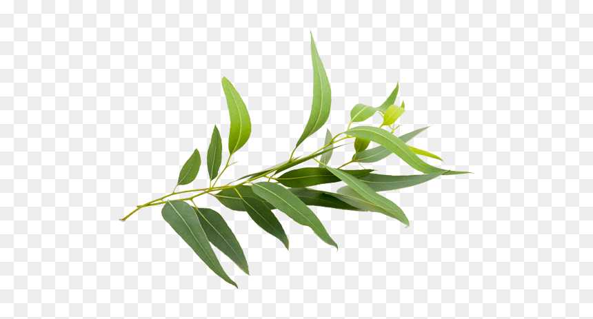 Eucalyptus Radiata Eucalyptus Smithii Eucalyptus Globulus, HD Png Download - eucalyptus png