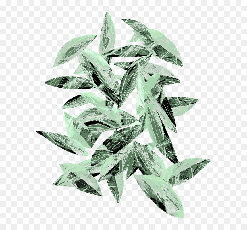Transparent Eucalyptus Leaves Png - Russian Olive, Png Download - eucalyptus png