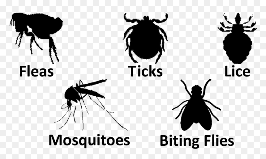 Fleas Lice Ticks Mosquitoes Biting Flies, HD Png Download - flies png