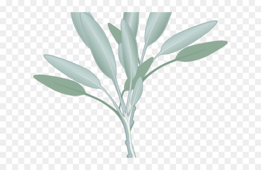 Eucalyptus Clipart Sage Leaves - Eucalyptus Clipart Png, Transparent Png - eucalyptus png