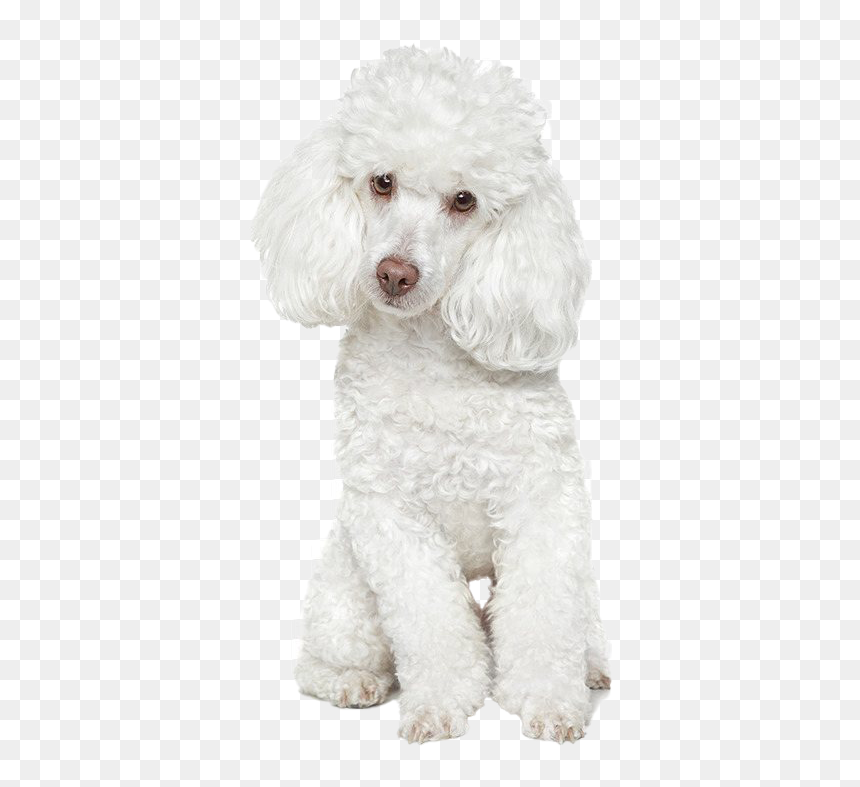 White Poodle Png Free Download - Avisos De Peluqueria Canina, Transparent Png - poodle png