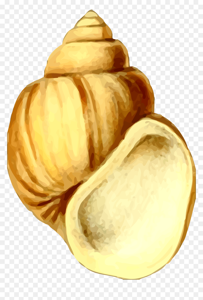 Sea Shell 19 Clip Arts - Clip Art, HD Png Download - sea shell png