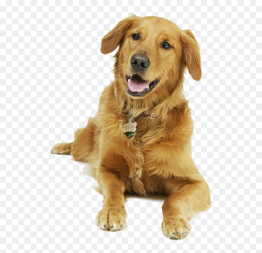 Pet Sitting Greater Swiss Mountain Dog Cat Puppy - Rfid Based Pet And Animal Identification Tracking System, HD Png Download - dog sitting png