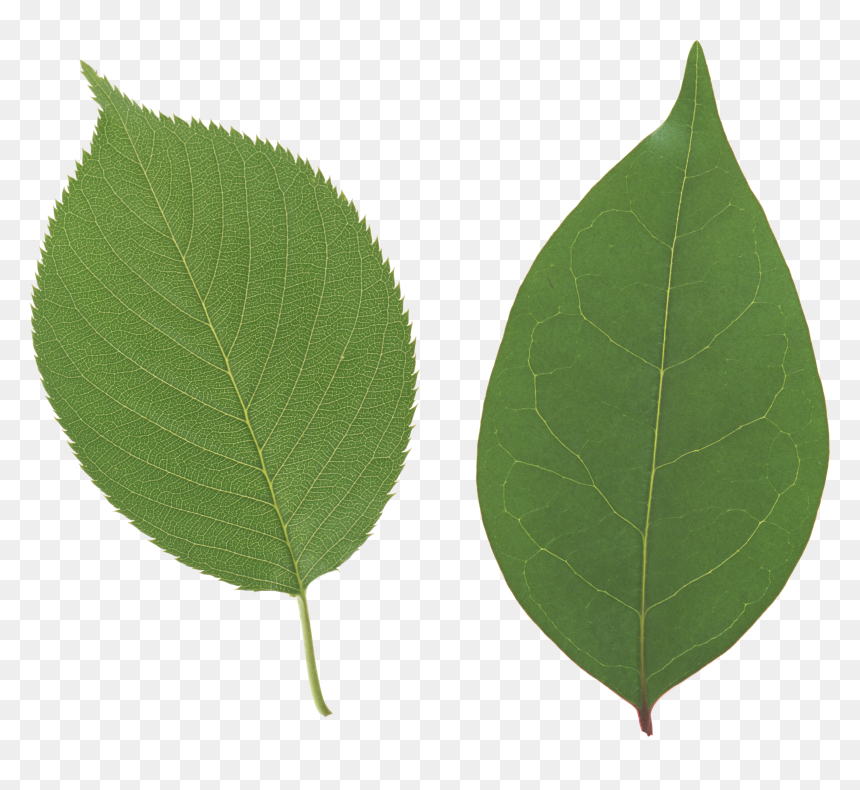 Green Leaf Png - Apple Tree Leaves Png, Transparent Png - laurel leaves png