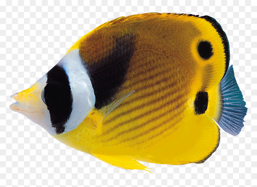 Coral Reef Fish Png , Png Download - Coral Reef Fish Png, Transparent Png - coral reef png