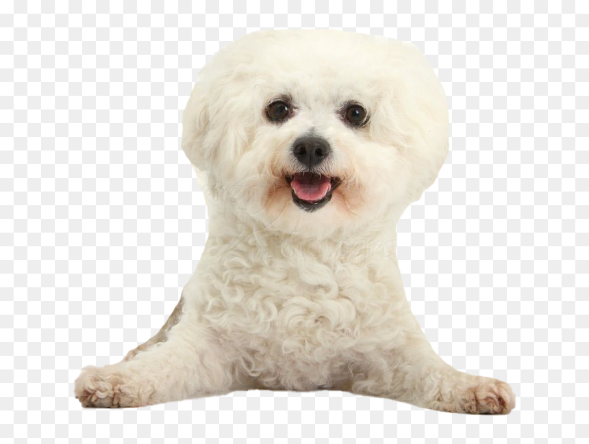 White Poodle Png Clipart - White Bichon Clipart Transparent Background, Png Download - poodle png