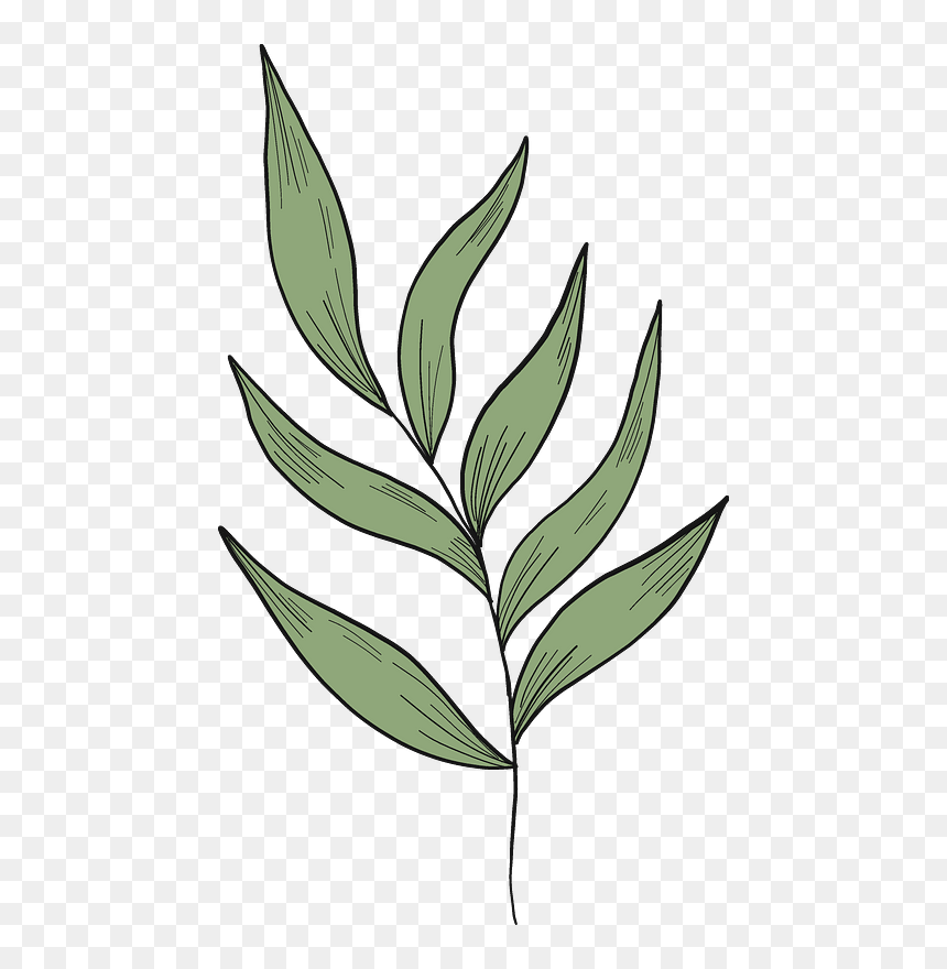 Eucalyptus Branch Clipart - Illustration, HD Png Download - eucalyptus png