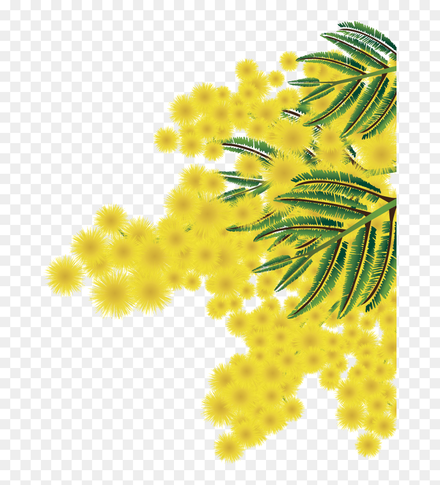 Thumb Image - Mimosa Png, Transparent Png - mimosa png