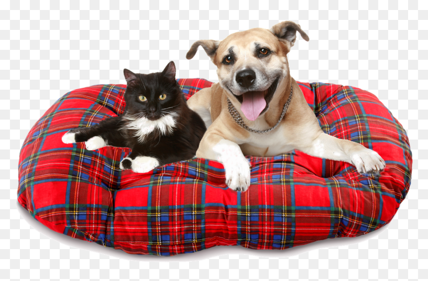 Transparent Dog Sitting Png - Dog And Cat Heartworm, Png Download - dog sitting png