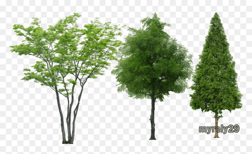 Thumb Image - Arboles En Elevacion Png, Transparent Png - arboles png