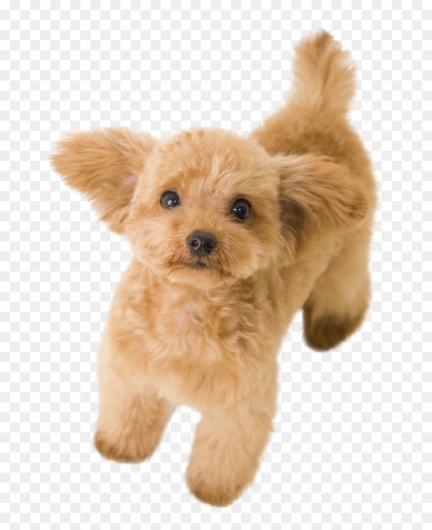 Thumb Image - Puppies Png Transparent Background, Png Download - poodle png