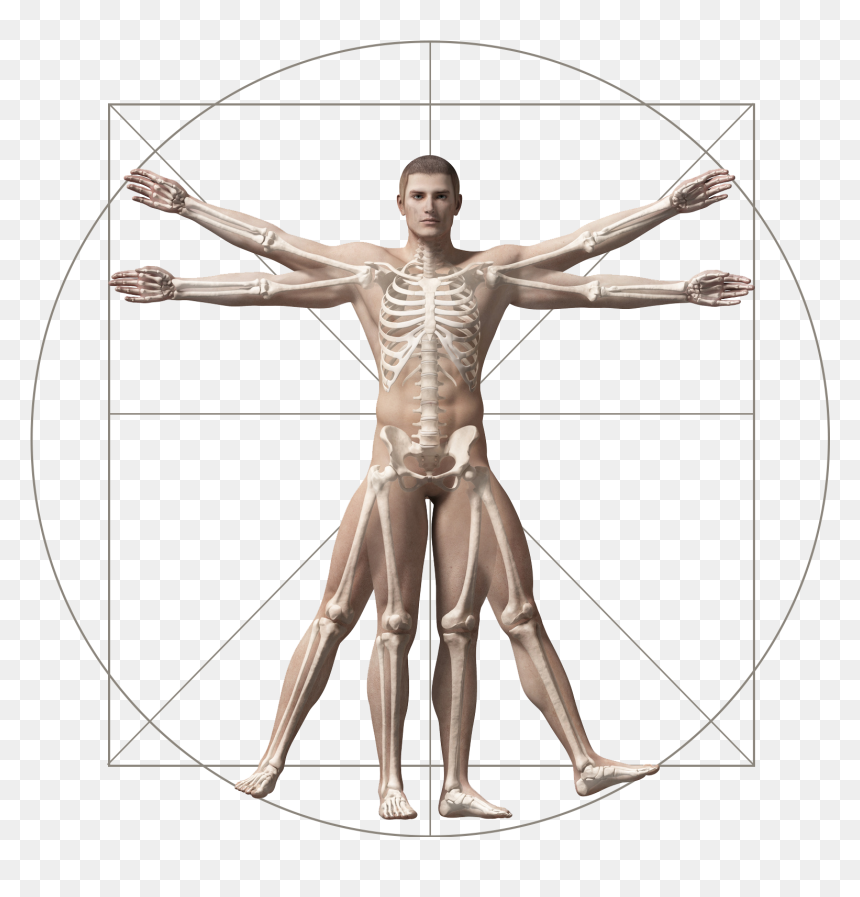 Where Does It Hurt - High Resolution Vitruvian Man Png, Transparent Png - vitruvian man png