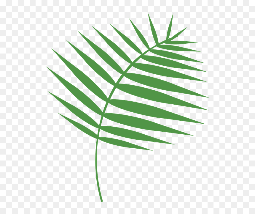 Palm Sunday Images Download, HD Png Download - palm fronds png