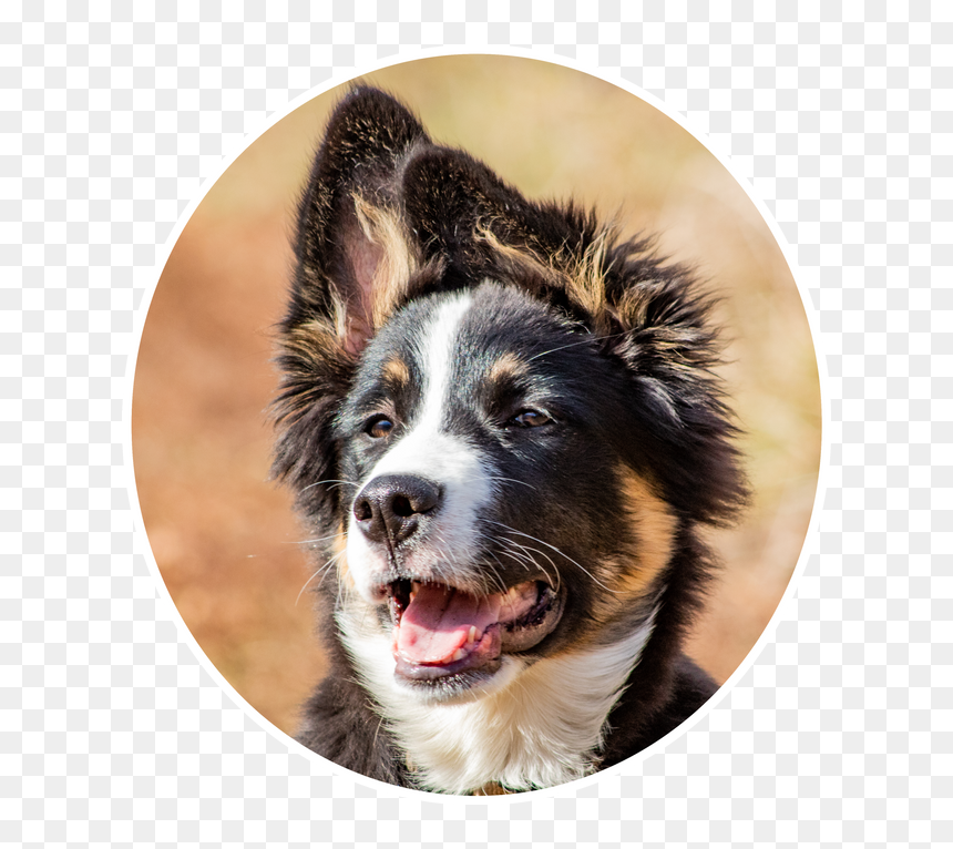 Dog Catches Something, HD Png Download - dog sitting png