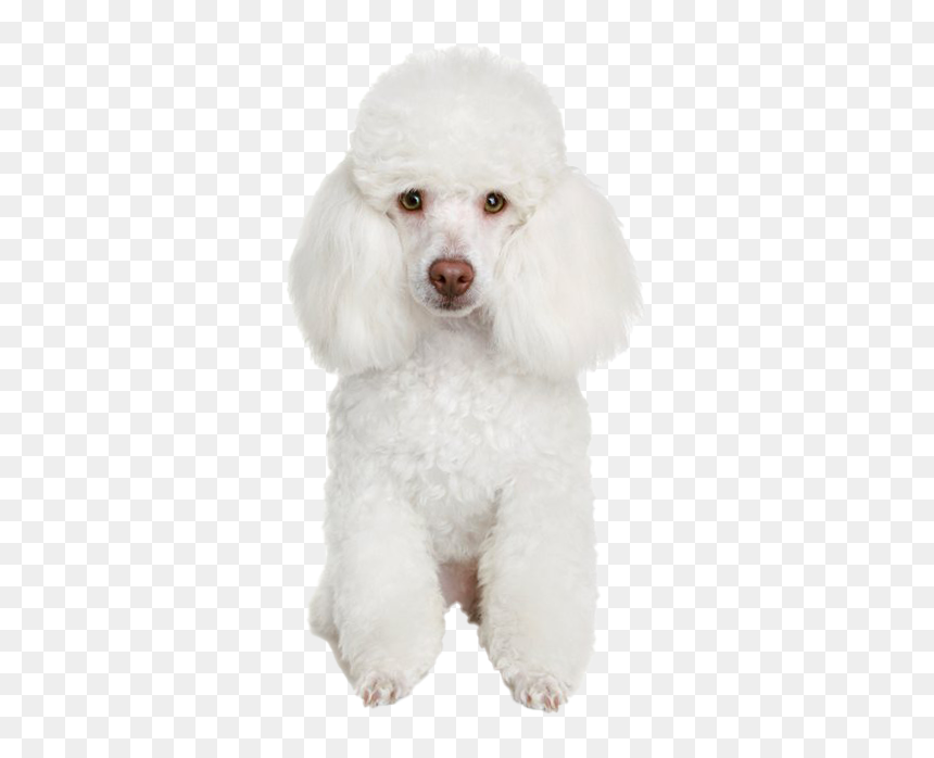 White Poodle Png Free Image - Kulfi Kumar Bajewala Dog Breed, Transparent Png - poodle png