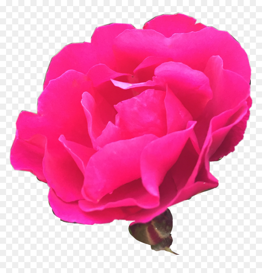Nature Rosebush Photography Freetoedit - Garden Roses, HD Png Download - rose bush png