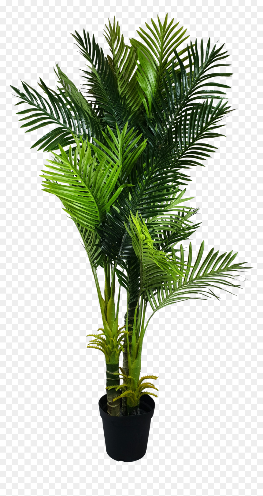Palm Fronds Png, Transparent Png - palm fronds png