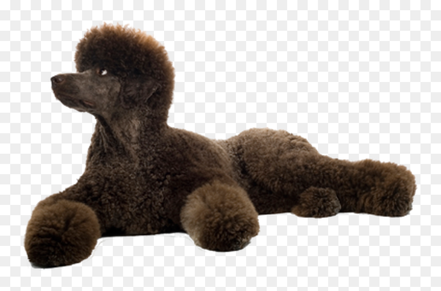 Grooming Your Standard Poodle - Standard Poodle White Background, HD Png Download - poodle png
