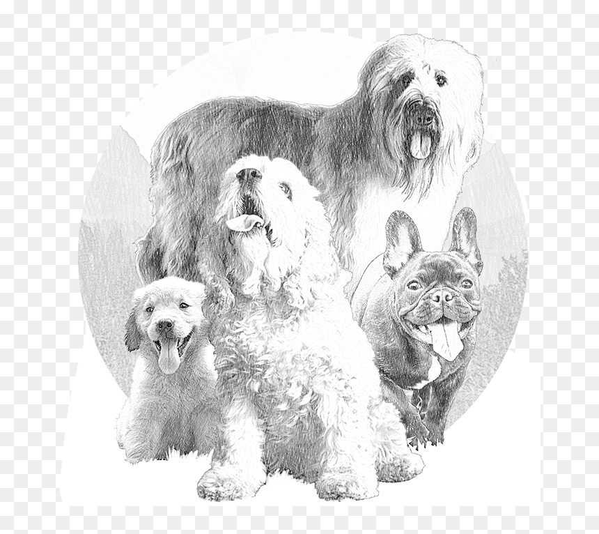 Transparent Dog Drawing Png - Miniature Poodle, Png Download - poodle png
