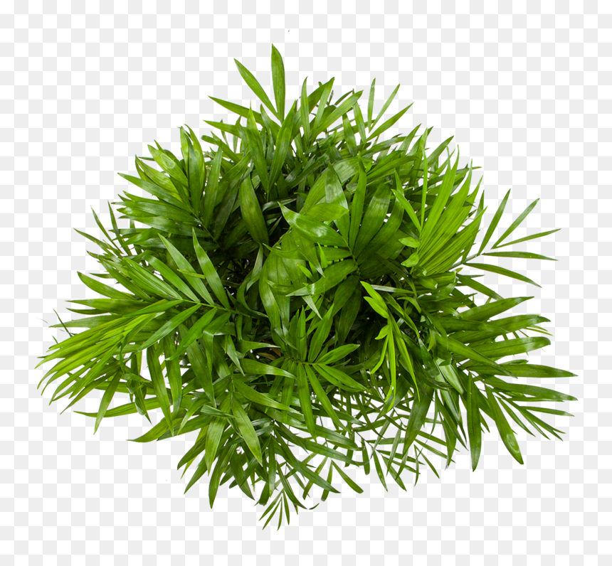 Parlor Palm Care - Palm From Above Png, Transparent Png - palm fronds png