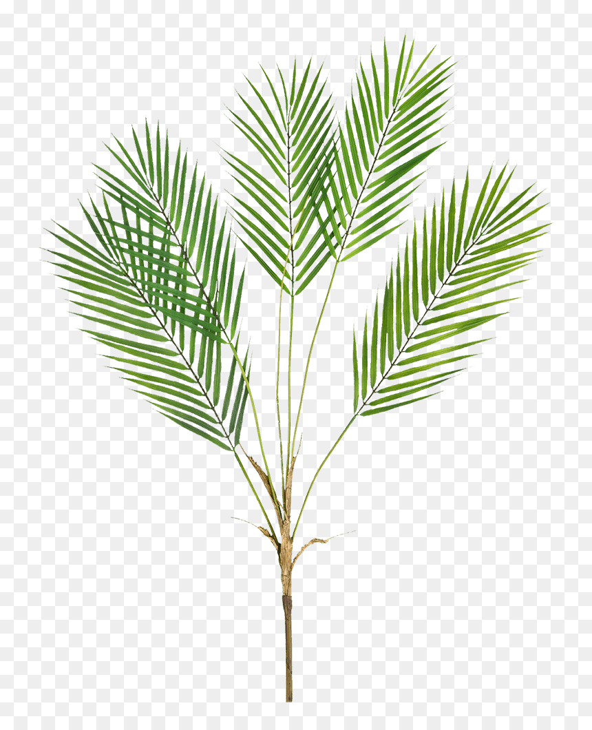 Palm Tree, HD Png Download - palm fronds png