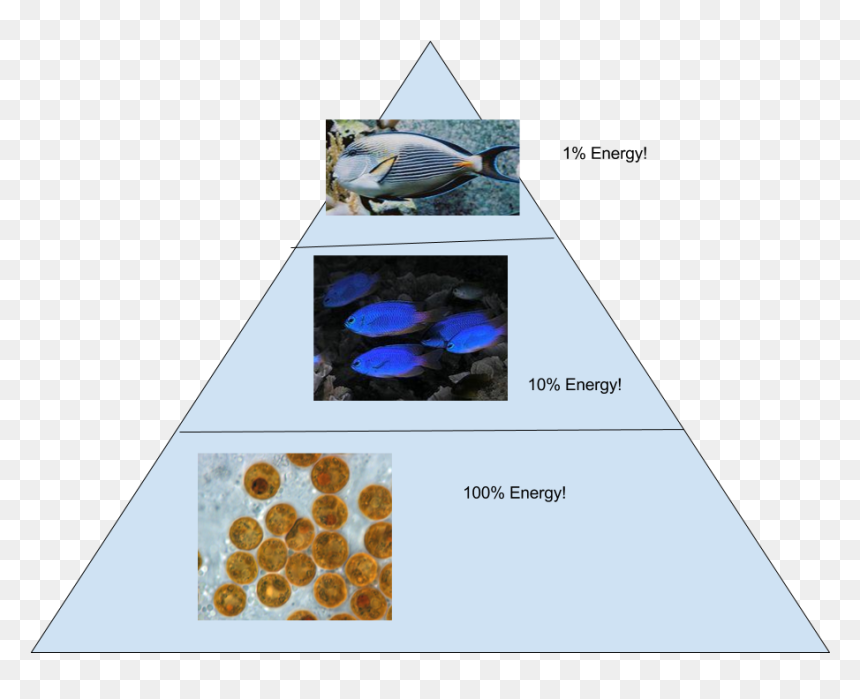 And This Is Our Corresponding Energy Pyramid - Ecological Pyramid Coral Reef, HD Png Download - coral reef png