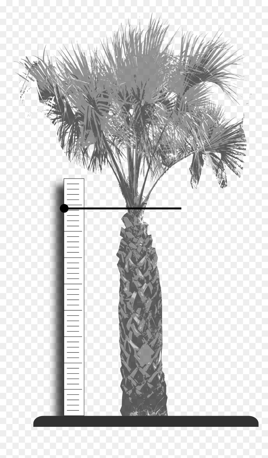Palm Fronds Png, Transparent Png - palm fronds png