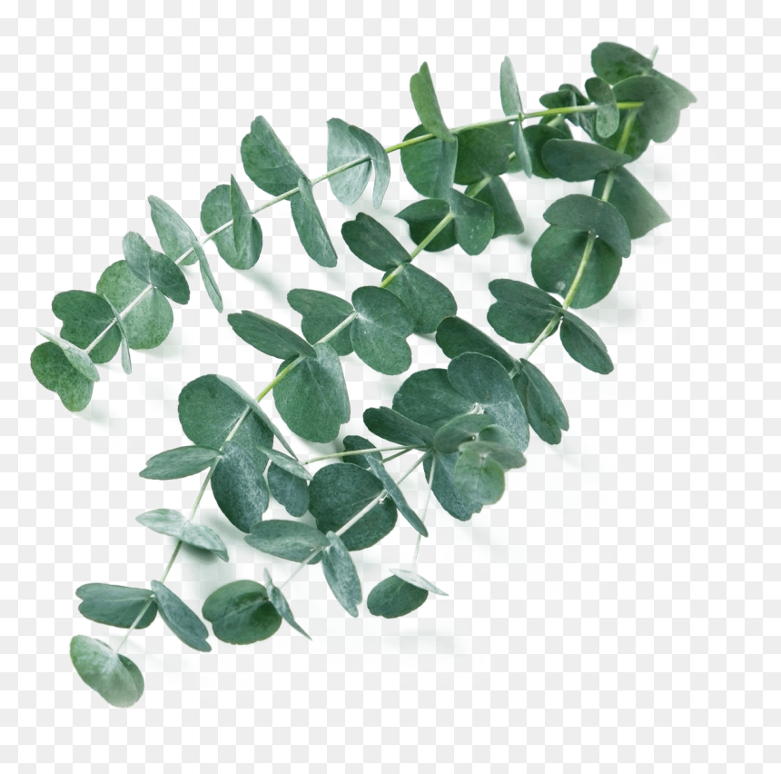 Eucalyptus Transparent, HD Png Download - eucalyptus png