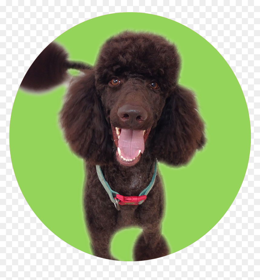 Transparent Dog Bath Png - Dog, Png Download - poodle png