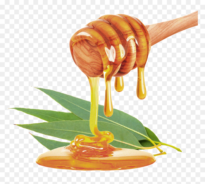 Eucalyptus Honey, HD Png Download - eucalyptus png