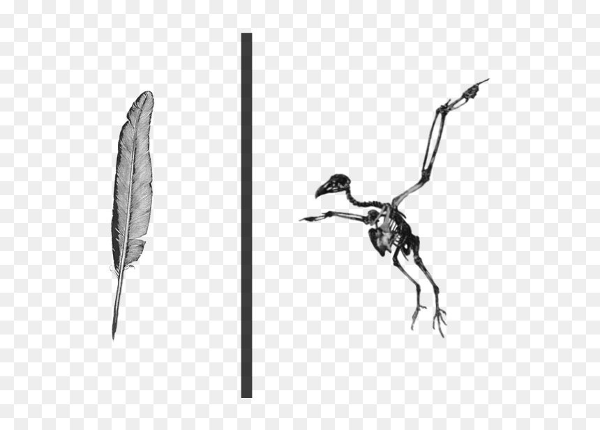 Hesperornis, HD Png Download - fishnet texture png
