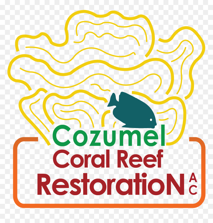 Cozumel Coral Reef Restoration - Coral Reef Restoration Cozumel, HD Png Download - coral reef png