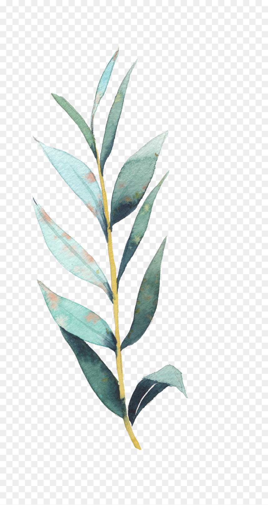 Art Stock Transprent Png - Stock Photo Leaf Drawing, Transparent Png - eucalyptus png