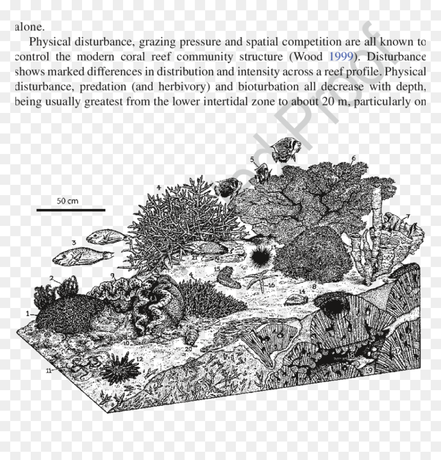 Illustration, HD Png Download - coral reef png
