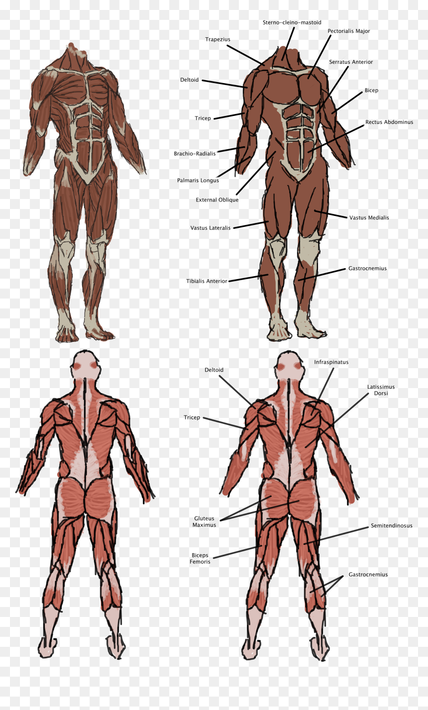 The Vitruvian Man - Vitruvian Man, HD Png Download - vitruvian man png
