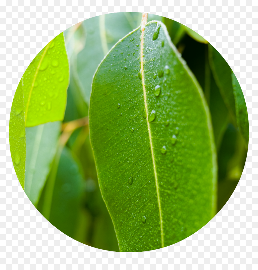 Eucalyptus Essential Oil Leaves, HD Png Download - eucalyptus png