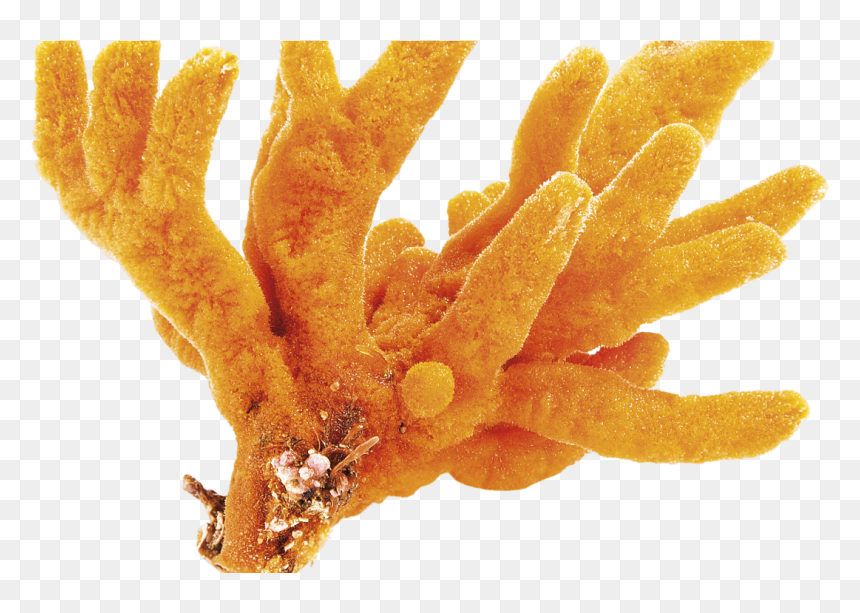 Coral, HD Png Download - coral reef png
